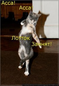 Танцующие коты - на это можно смотреть бесконечно!