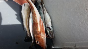 А вот мои мальки