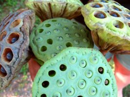 У меня точно трипофобия. Понял, когда увидел букет с коробочками лотоса, прям беее. Но это касается только биообъектов.