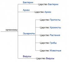 А вы бы муравьёв к какому царству отнесли?