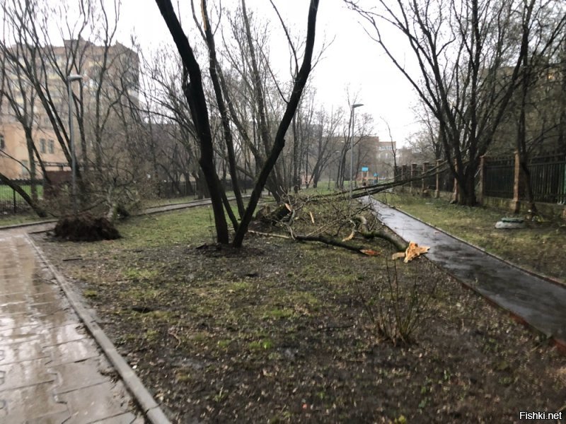 Не знаю на каком севере Вы были. Вот что было на ВДНХ