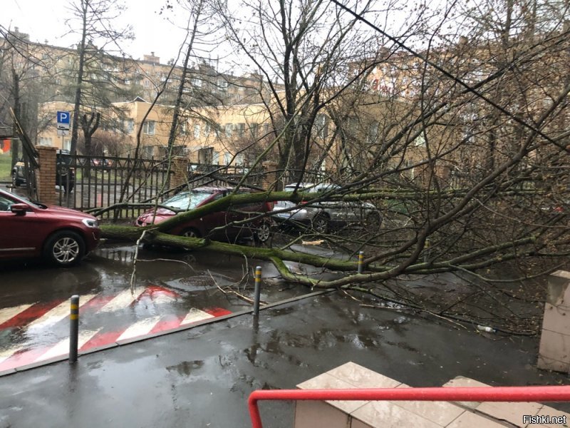 Не знаю на каком севере Вы были. Вот что было на ВДНХ