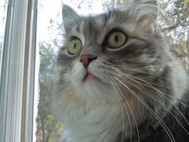 Манулы - самые харизматичные дикие кошки!