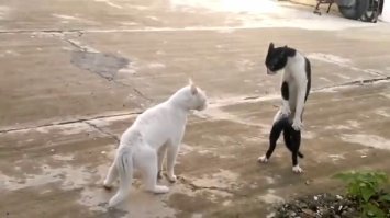 Танцующие коты - на это можно смотреть бесконечно!