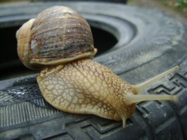 Ну, это породистые. А мне такие попадались...