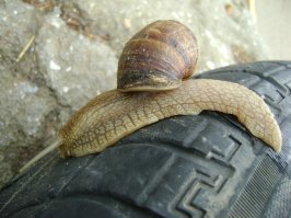 Ну, это породистые. А мне такие попадались...