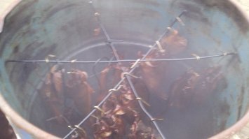 Самый доступный вариант на месторождении. Разводить огонь запрещено, поэтому бочка - идеальный вариант. Легко ставить и затем убрать и спрятать. Темная получилась из-за того, что коптил на березовой стружке+сахар.