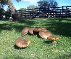 В австралии грибной сезон подходил к концу...