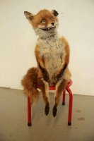 История Красавчика - собаки с нестандартной внешностью