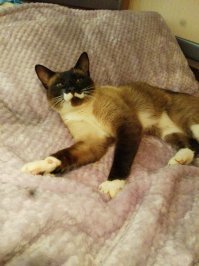 У моего подкидыша усы..