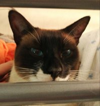 У моего подкидыша усы..