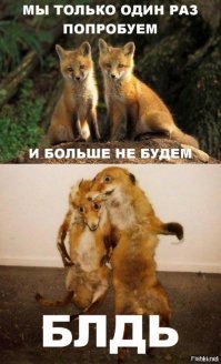 Канадец заснял, как "мышкует" лиса