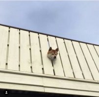 Скорее всего в досках имеется круглый вырез, возможно специально для собачьей головы.