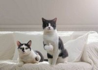 Кот прошел 12 миль, чтобы вернуться в семью, а его решили усыпить