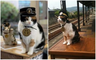 Фотопроект C-AT Work: кошки на работе
