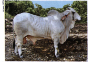 Вообще-то зебу