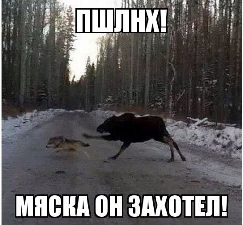 Не тявкай! Собака вывела из себя сивуча 