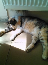 Кошка Лиза у нас не просто на работе, она у нас ударница кошачьего труда!
 Лиза в молочном магазине возле рынка-фото 1.
 Лиза в торговом центре возле рынка-фото 2.
 Лиза просто на главной аллее  рынка следит за порядком-фото 3. 
Лиза охраняет транспорт на стоянке -фото 4. И я рада, что фото цветные и видно всю её элегантную шубку.