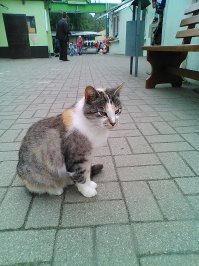 Кошка Лиза у нас не просто на работе, она у нас ударница кошачьего труда!
 Лиза в молочном магазине возле рынка-фото 1.
 Лиза в торговом центре возле рынка-фото 2.
 Лиза просто на главной аллее  рынка следит за порядком-фото 3. 
Лиза охраняет транспорт на стоянке -фото 4. И я рада, что фото цветные и видно всю её элегантную шубку.