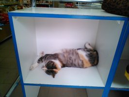 Кошка Лиза у нас не просто на работе, она у нас ударница кошачьего труда!
 Лиза в молочном магазине возле рынка-фото 1.
 Лиза в торговом центре возле рынка-фото 2.
 Лиза просто на главной аллее  рынка следит за порядком-фото 3. 
Лиза охраняет транспорт на стоянке -фото 4. И я рада, что фото цветные и видно всю её элегантную шубку.