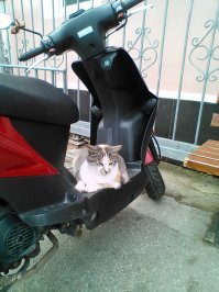 Кошка Лиза у нас не просто на работе, она у нас ударница кошачьего труда!
 Лиза в молочном магазине возле рынка-фото 1.
 Лиза в торговом центре возле рынка-фото 2.
 Лиза просто на главной аллее  рынка следит за порядком-фото 3. 
Лиза охраняет транспорт на стоянке -фото 4. И я рада, что фото цветные и видно всю её элегантную шубку.