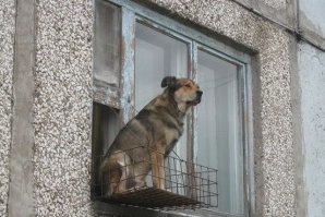 ниче не знаю...я гулял,как обычно..и вдруг птичка...?! и я полетел за ней....