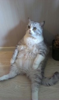 Главный воспитатель собакена -старый кот Шнырь)