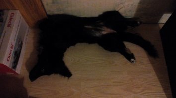 Качество плохое.. выросла помесь спаниеля с таксой)