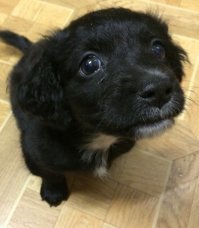 А мы вот такую домой забрали -ей скоро будет год-не собака, а кошка, ласковая, всех любит, котам мордахи вылизывает))