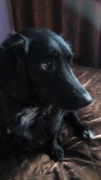 Голодному псу дали сосиску, а он… отнёс её кошке! История бездомного Вайзика с ушами-бабочками