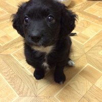 А мы вот такую домой забрали -ей скоро будет год-не собака, а кошка, ласковая, всех любит, котам мордахи вылизывает))