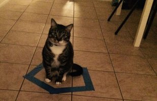 Замкнутая фигура из синей изоленты, также удерживает котов ...