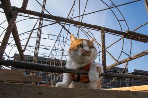 забыли кота