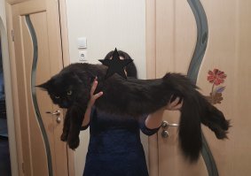 Если бы его кот был размером с мою кошечку, то никто бы не решился выкинуть его из окна