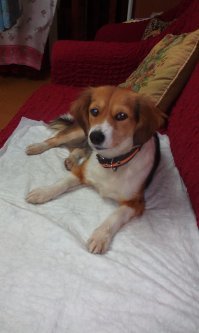 Моя Булёня, тоже была дворовой собакой, забрал домой. Соседи злые ее уже три раза вывозили, последний раз неделю назад, все три раза находил! Очень ласковая и спокойная, но требует внимания)