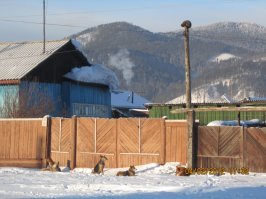 Что они творят, эти необыкновенные животные?