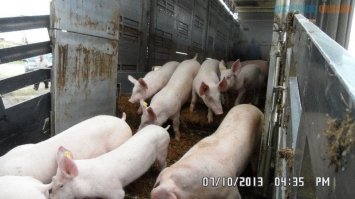 Сотрудники мойки обалдели при взгляде на салон автомобиля клиентки