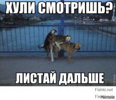 Что они творят, эти необыкновенные животные?
