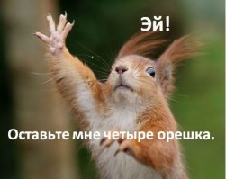 Нешуточная борьба белок за орехи