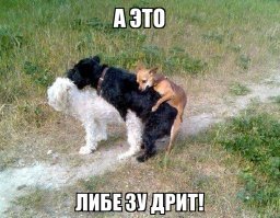 Что они творят, эти необыкновенные животные?