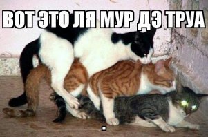 Что они творят, эти необыкновенные животные?