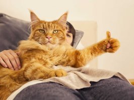 Очень колоритные уличные коты