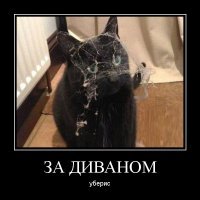 Эти забавные животные всячески пытаются помочь своим хозяевам с уборкой в доме