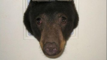 Когда водитель газели едет под мостом глупости.