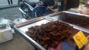 Не верю, что тараканов выращивают, чтобы делать из них настойку. Для еды их выращивают. Жарят и продают, как хрустящие семечки. Китайцы жрут все, что шевелится .