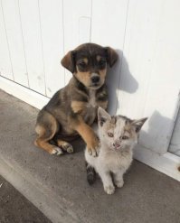 Очень колоритные уличные коты