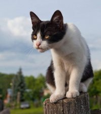 Очень колоритные уличные коты