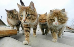 Очень колоритные уличные коты