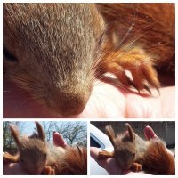 вчера бельчонка спасли от собак