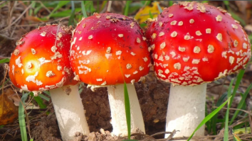 автор, не ешь слишком много.....